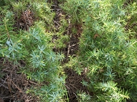 ova Gussonea-Juniperus communis20110529 142